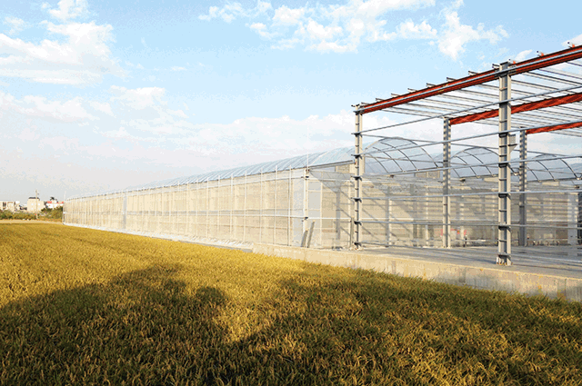 竹農種苗：鋼骨力霸型溫室興建工程